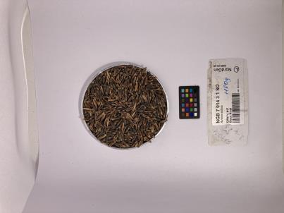 SEED